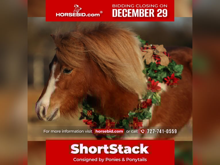 More ponies/small horses Gelding 5 years 10 hh Pinto in Cleburne