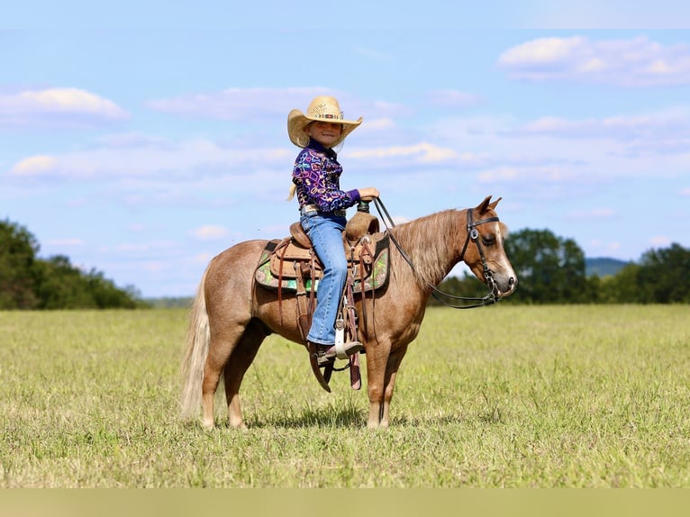 More ponies/small horses Gelding 5 years 10 hh Roan-Red in Mount Vernon