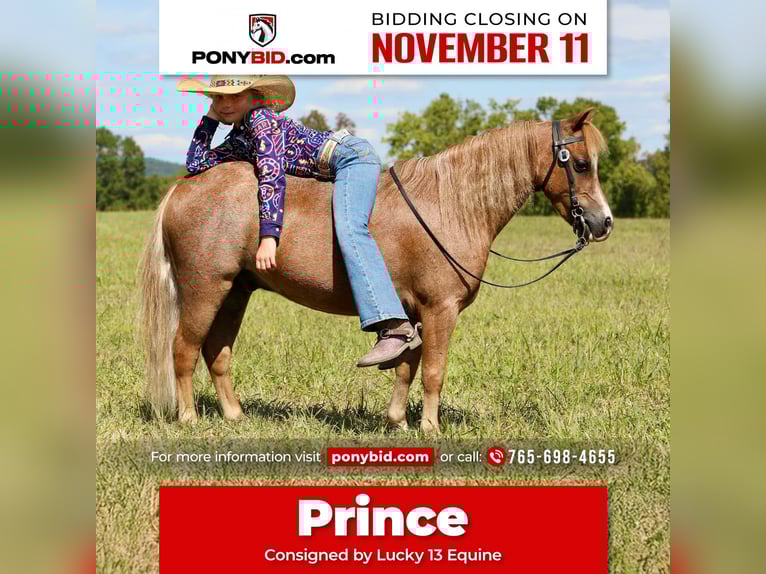 More ponies/small horses Gelding 5 years 10 hh Roan-Red in Mount Vernon