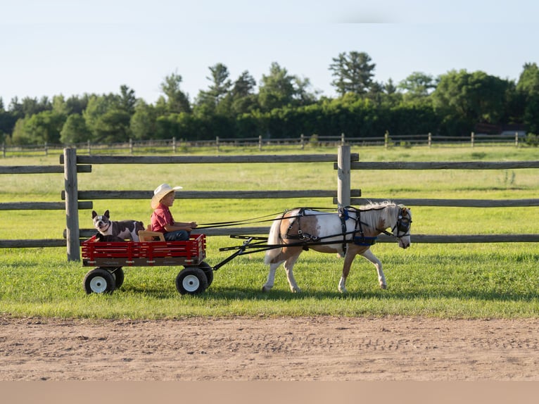 More ponies/small horses Gelding 5 years 10 hh in Nevis, MN