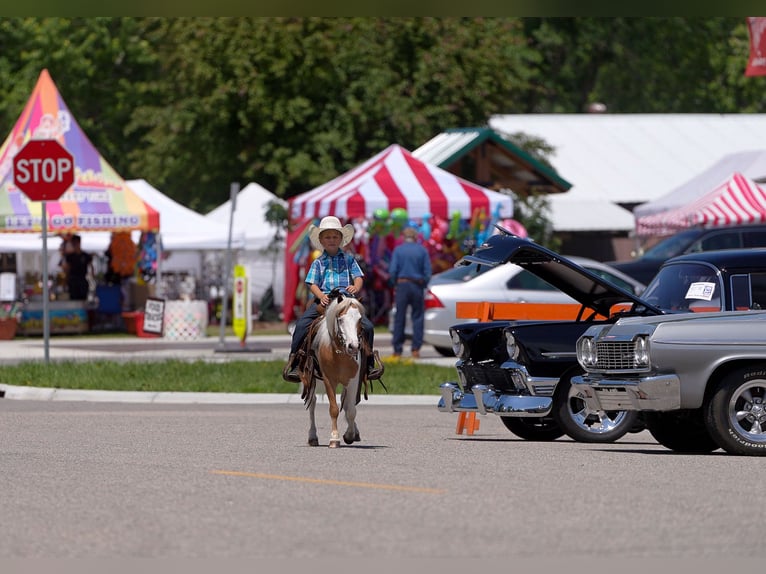 More ponies/small horses Gelding 5 years 10 hh in Nevis, MN