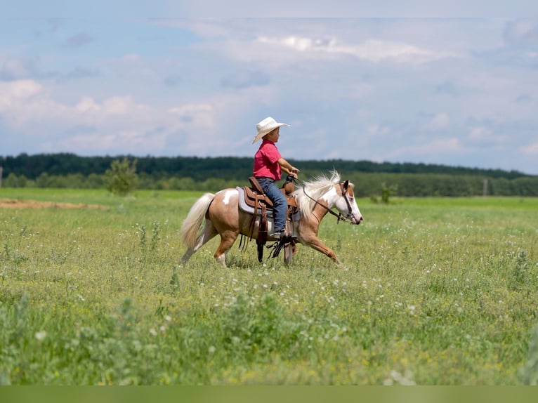 More ponies/small horses Gelding 5 years 10 hh in Nevis, MN
