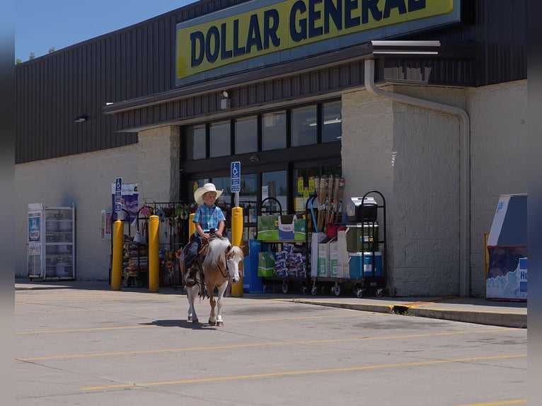 More ponies/small horses Gelding 5 years 10 hh in Nevis, MN