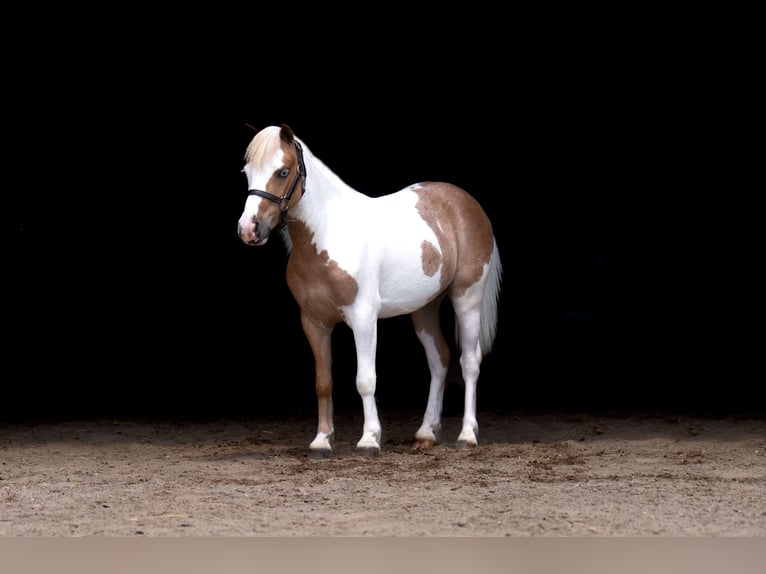 More ponies/small horses Gelding 5 years 10 hh in Nevis, MN