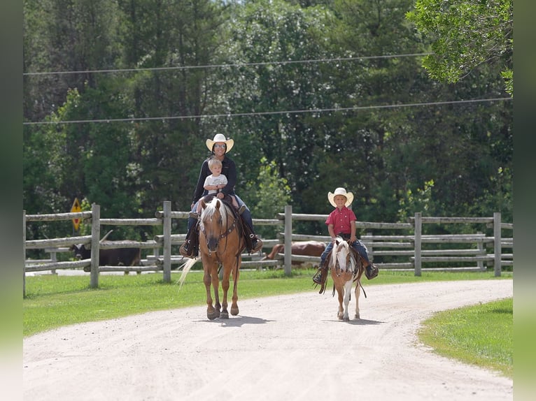 More ponies/small horses Gelding 5 years 10 hh in Nevis, MN
