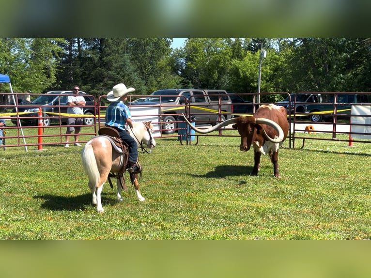 More ponies/small horses Gelding 5 years 10 hh in Nevis, MN