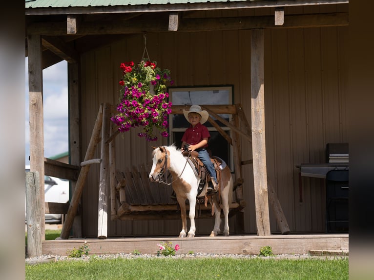 More ponies/small horses Gelding 5 years 10 hh in Nevis, MN
