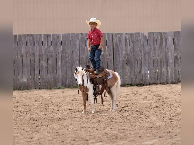 More ponies/small horses Gelding 5 years 10 hh in Nevis, MN