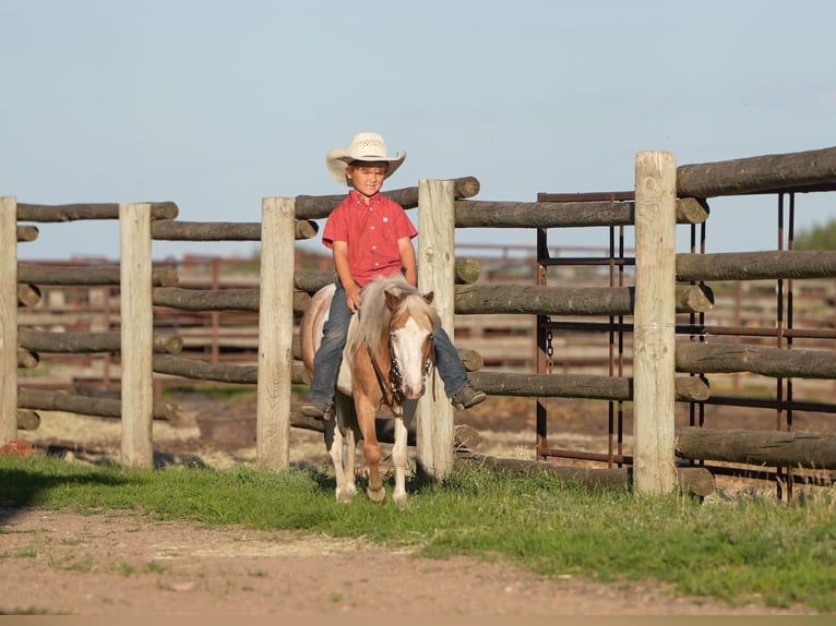 More ponies/small horses Gelding 5 years 10 hh in Nevis, MN