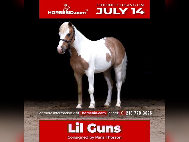 More ponies/small horses Gelding 5 years 10 hh in Nevis, MN