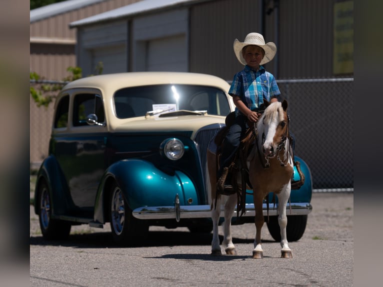 More ponies/small horses Gelding 5 years 10 hh in Nevis, MN