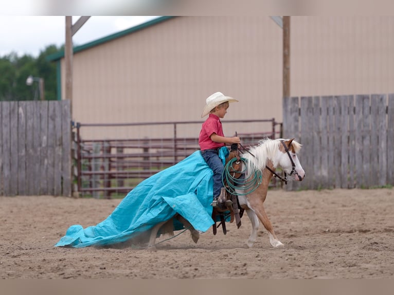 More ponies/small horses Gelding 5 years 10 hh in Nevis, MN