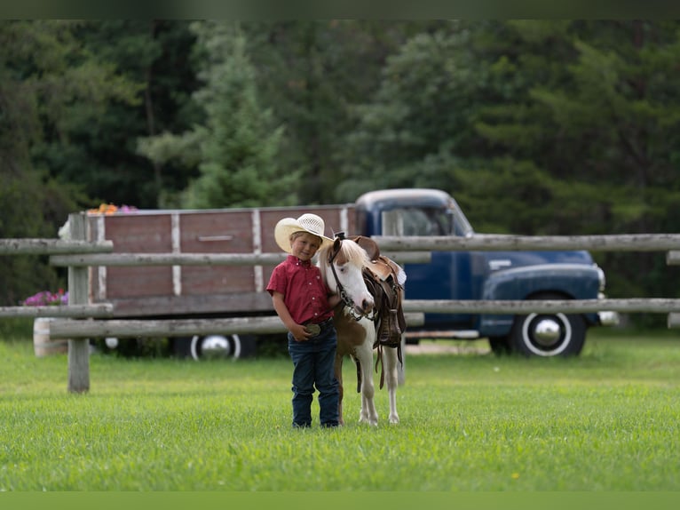 More ponies/small horses Gelding 5 years 10 hh in Nevis, MN