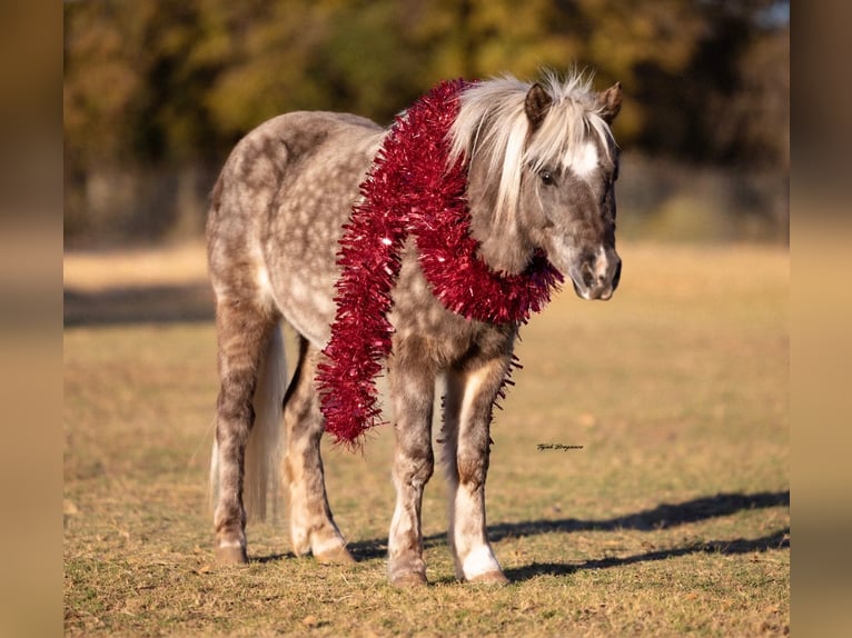 More ponies/small horses Gelding 5 years 10 hh in Weatherford