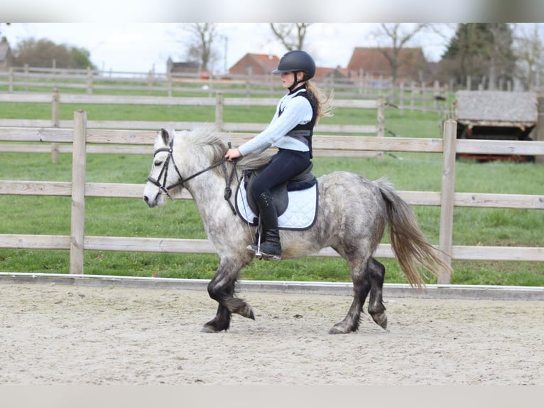 More ponies/small horses Gelding 5 years 11.1 hh Grey-Blue-Tan in Pepingen