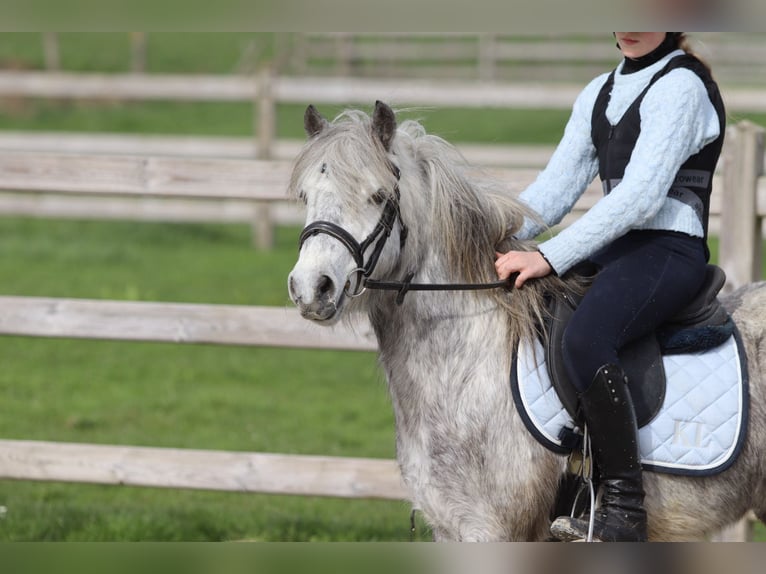 More ponies/small horses Gelding 5 years 11.1 hh Grey-Blue-Tan in Pepingen