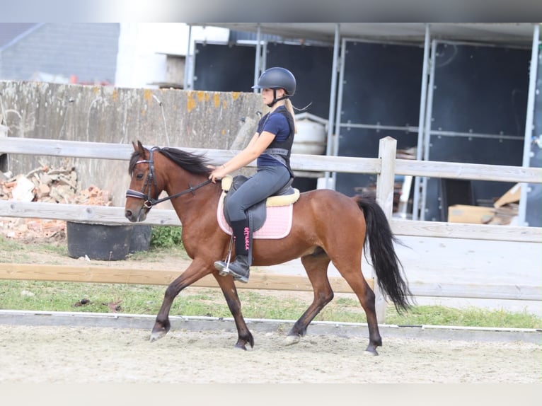 More ponies/small horses Gelding 5 years 11.2 hh Brown in Pepingen
