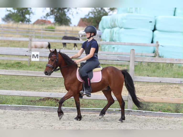 More ponies/small horses Gelding 5 years 11.2 hh Brown in Pepingen