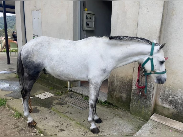 More ponies/small horses Gelding 5 years 11,2 hh Grey in santa Teresa di Riva