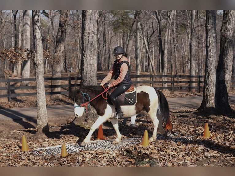 More ponies/small horses Gelding 5 years 11.3 hh Pinto in Clover