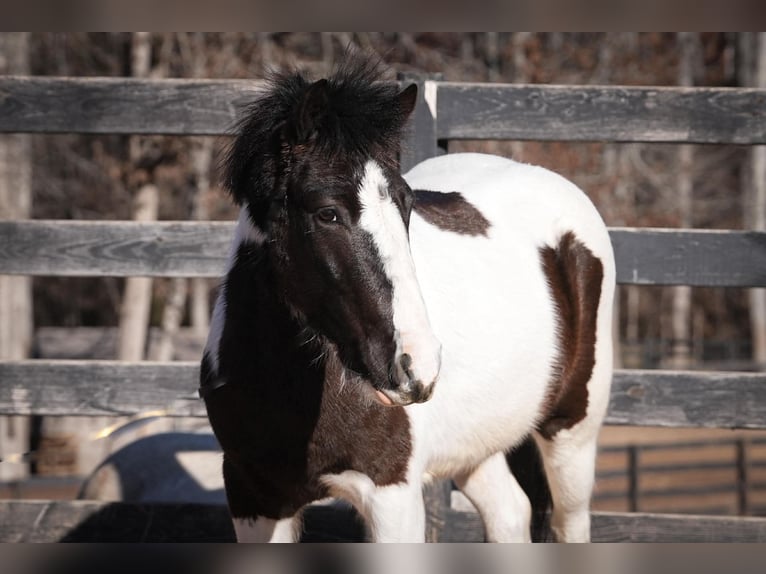 More ponies/small horses Gelding 5 years 11.3 hh Pinto in Clover