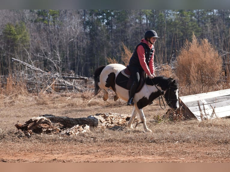 More ponies/small horses Gelding 5 years 11.3 hh Pinto in Clover