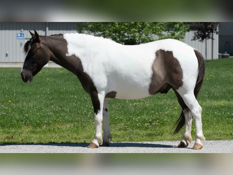 More ponies/small horses Gelding 5 years 11 hh Pinto in Fredericksburg