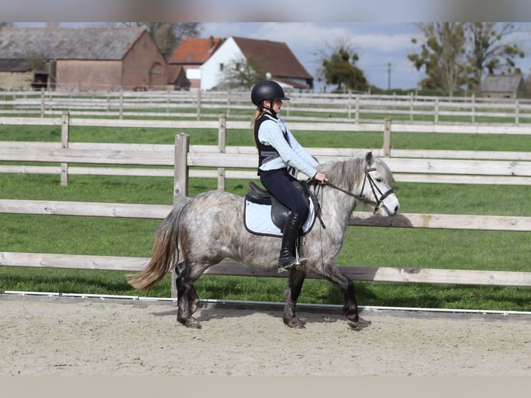 More ponies/small horses Gelding 5 years 11,1 hh Grey-Blue-Tan in Pepingen