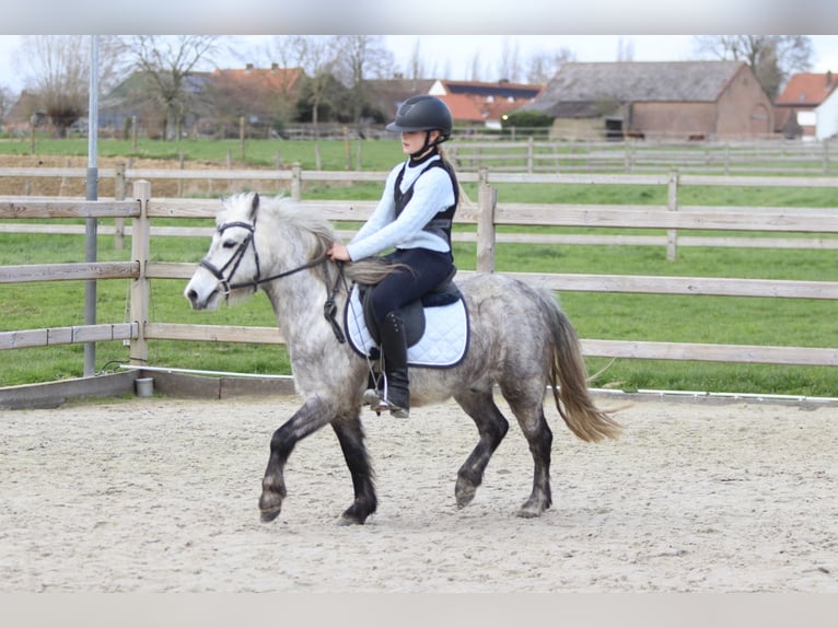 More ponies/small horses Gelding 5 years 11,1 hh Grey-Blue-Tan in Pepingen
