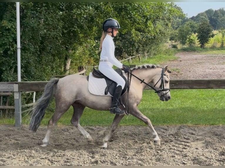 More ponies/small horses Gelding 5 years 11,2 hh Dun in S&#xFC;derl&#xFC;gum