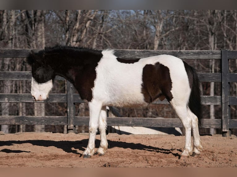 More ponies/small horses Gelding 5 years 11,3 hh Pinto in Clover