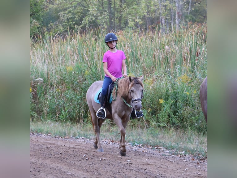 More ponies/small horses Gelding 5 years 12,1 hh Champagne in Howell