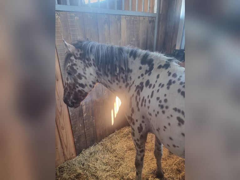 More ponies/small horses Gelding 5 years 12.1 hh Leopard-Piebald in Rechnitz