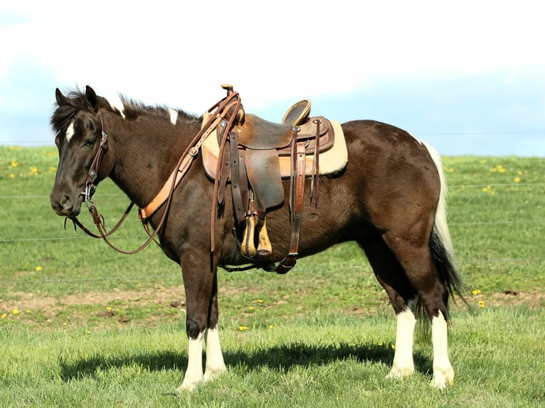 More ponies/small horses Gelding 5 years 12.1 hh Pinto in Rebersburg