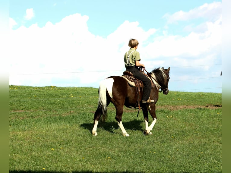 More ponies/small horses Gelding 5 years 12.1 hh Pinto in Rebersburg