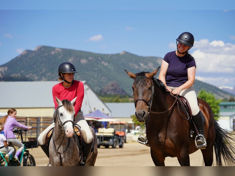 More ponies/small horses Gelding 5 years 12.2 hh Grey in Fort Collins