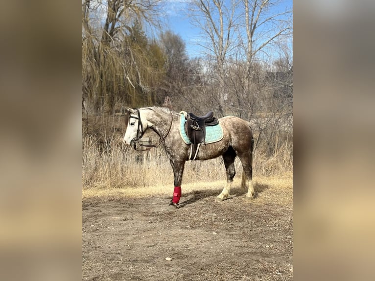 More ponies/small horses Gelding 5 years 12.2 hh Grey in Fort Collins