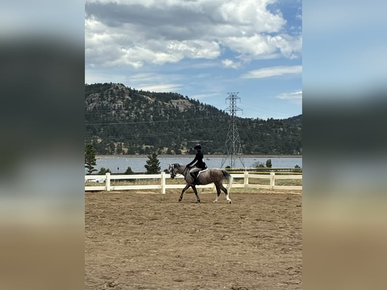 More ponies/small horses Gelding 5 years 12.2 hh Grey in Fort Collins