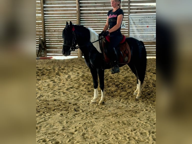 More ponies/small horses Gelding 5 years 12.2 hh Pinto in Rechnitz