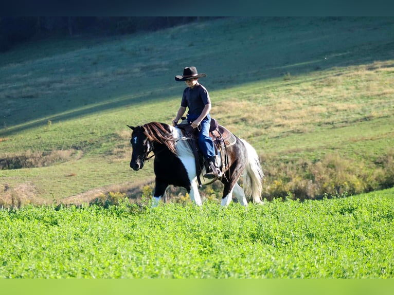 More ponies/small horses Gelding 5 years 12 hh Pinto in Fresno