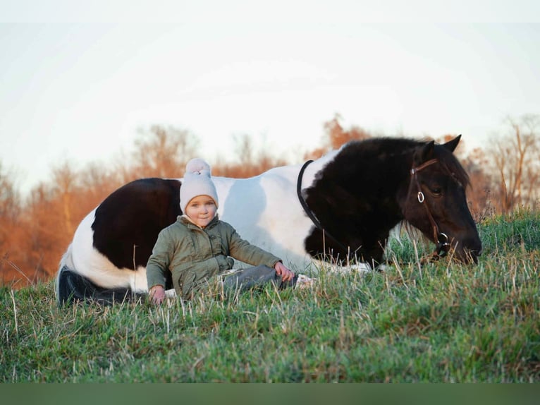 More ponies/small horses Gelding 5 years 12 hh Pinto in Fresno