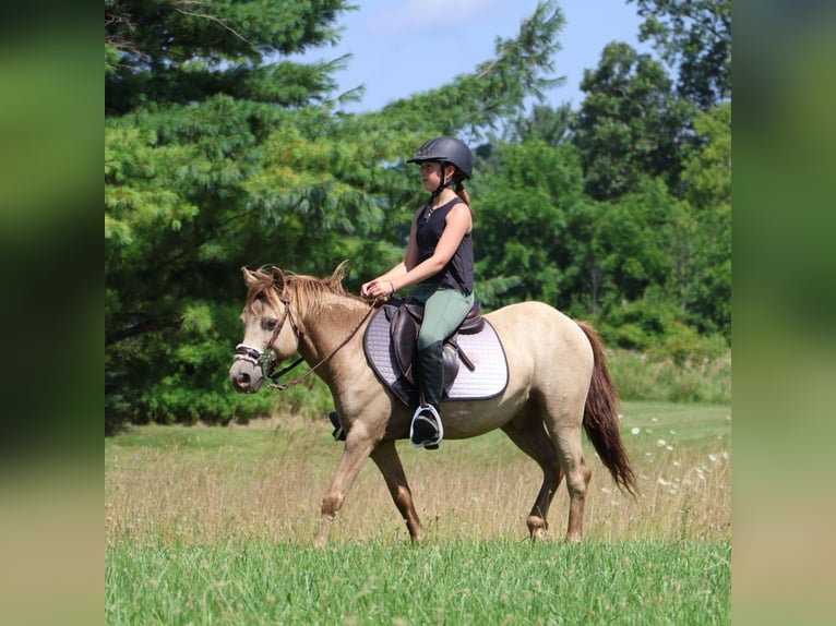 More ponies/small horses Gelding 5 years 12,1 hh Champagne in Howell