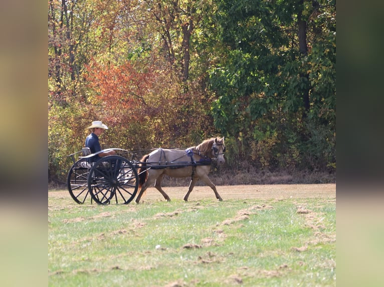 More ponies/small horses Gelding 5 years 12,1 hh Champagne in Howell