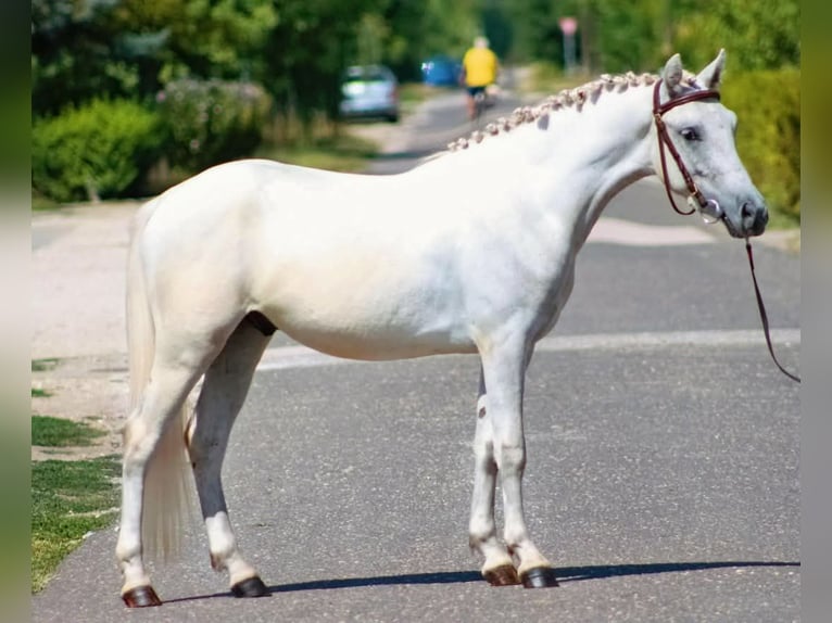 More ponies/small horses Gelding 5 years 12,1 hh Grey in &#xD6;cs&#xF6;d