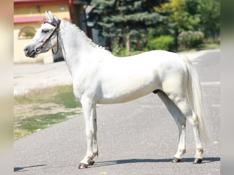 More ponies/small horses Gelding 5 years 12,1 hh Grey in &#xD6;cs&#xF6;d