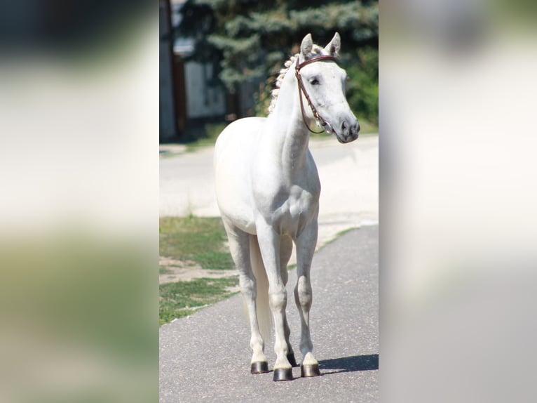 More ponies/small horses Gelding 5 years 12,1 hh Grey in &#xD6;cs&#xF6;d
