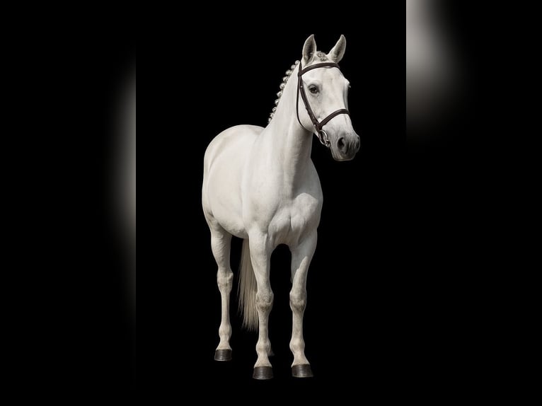More ponies/small horses Gelding 5 years 12,1 hh Grey in &#xD6;cs&#xF6;d