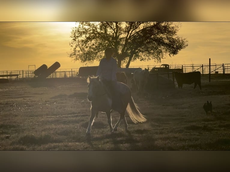 More ponies/small horses Gelding 5 years 12,1 hh Pinto in Perkins