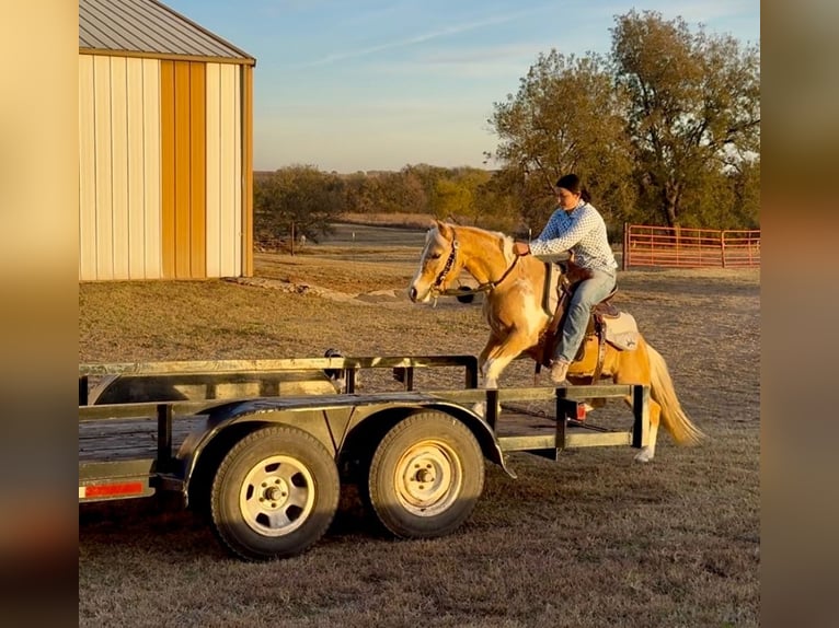 More ponies/small horses Gelding 5 years 12,1 hh Pinto in Perkins