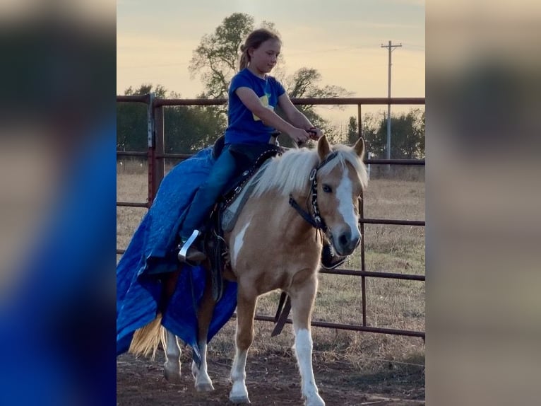 More ponies/small horses Gelding 5 years 12,1 hh Pinto in Perkins